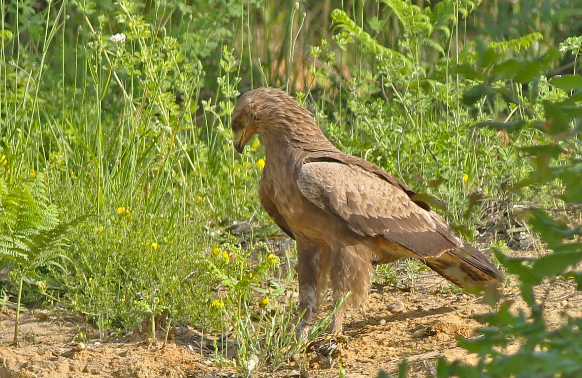Lesser Spotted Eagle
