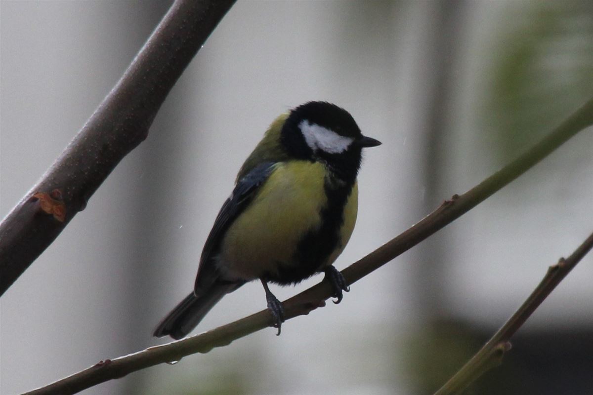 Great Tit