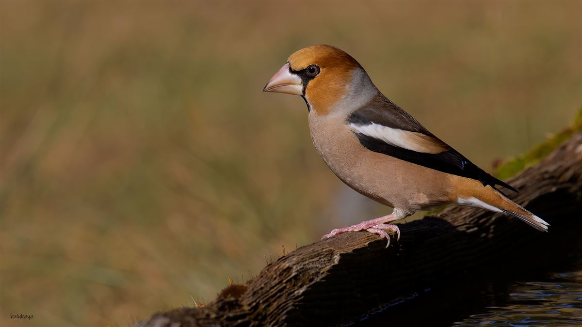 Hawfinch