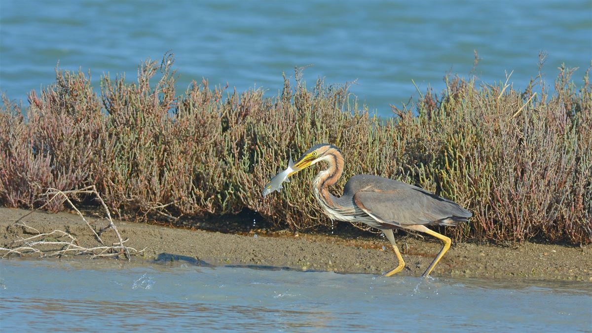Purple Heron