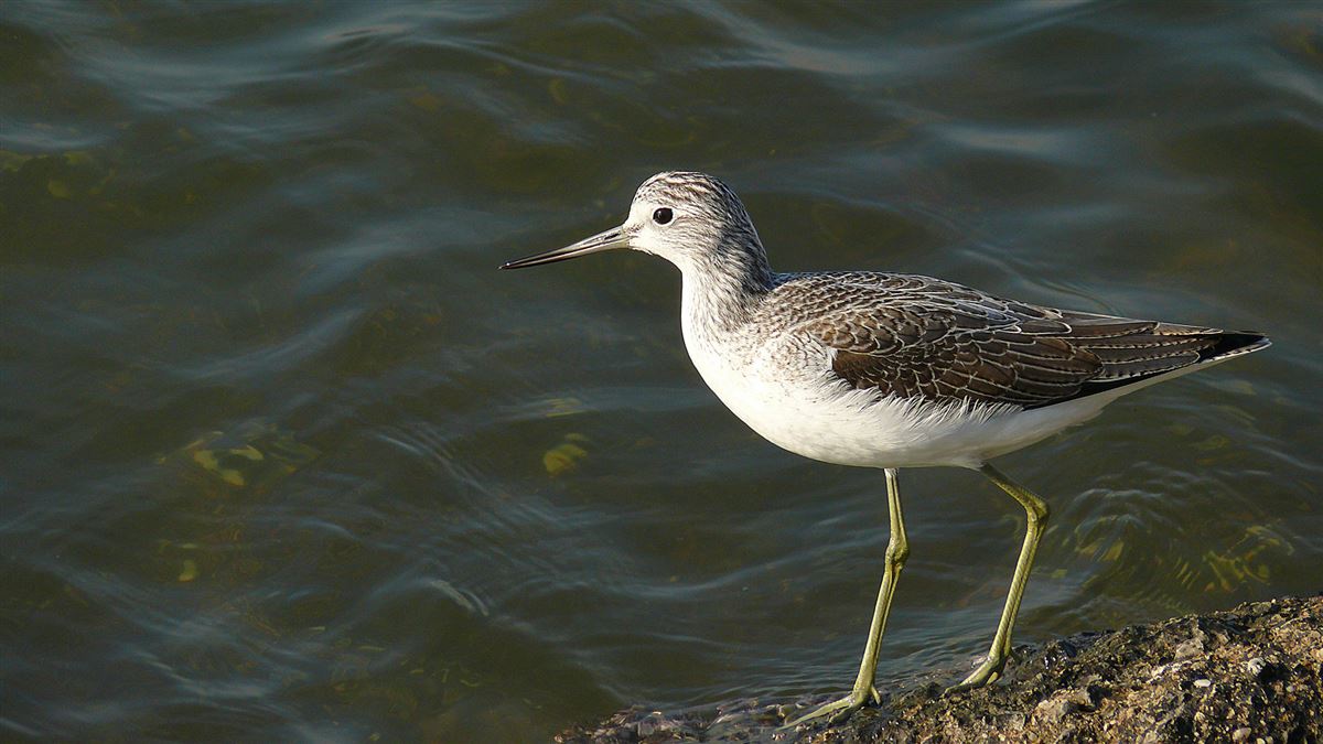 Common Greenshank
