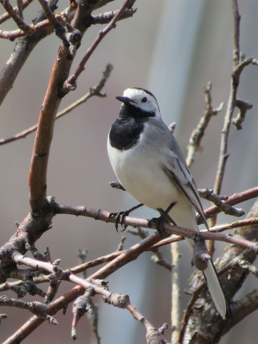White Wagtail