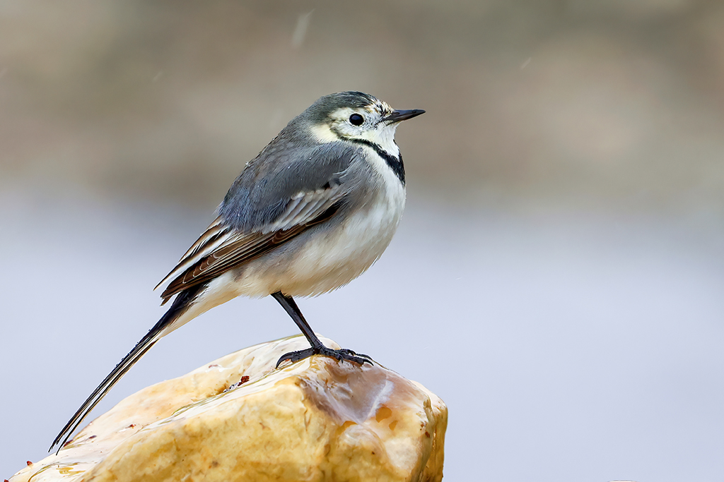White Wagtail