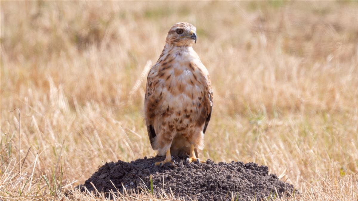 Long-legged Buzzard