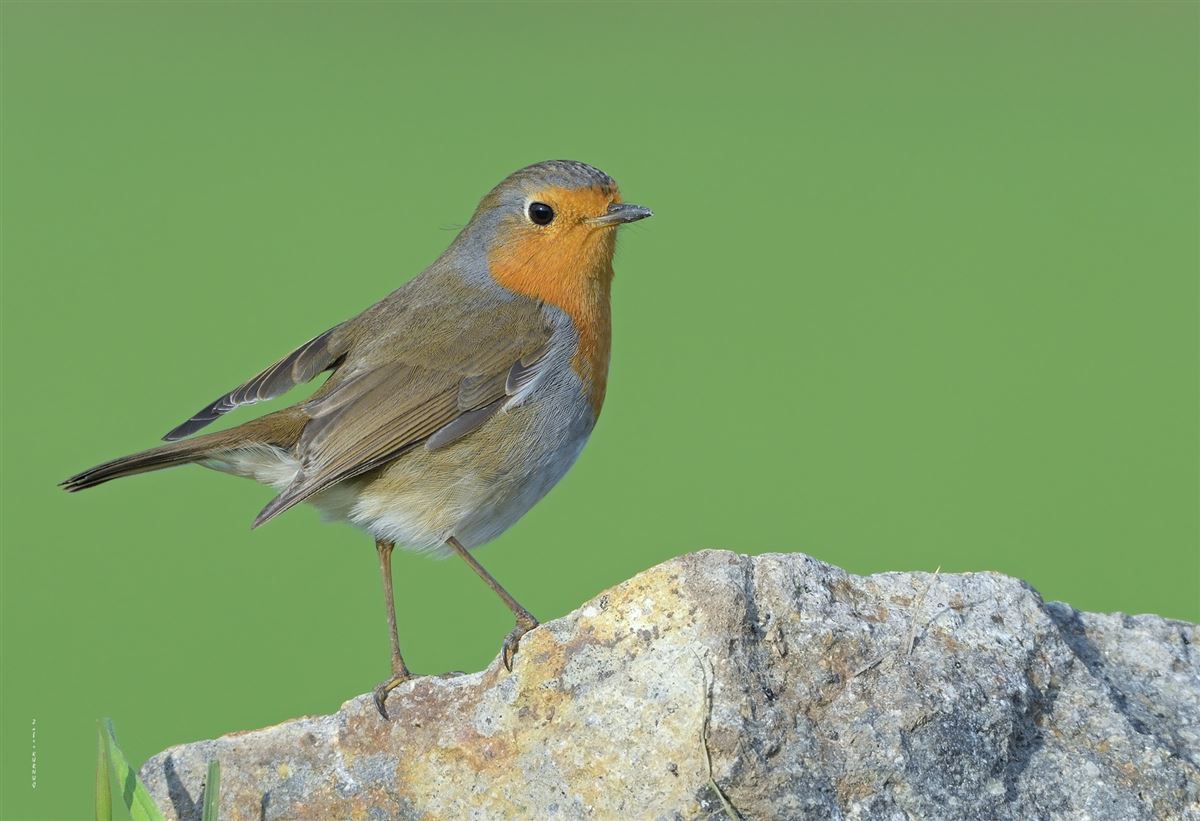 European Robin