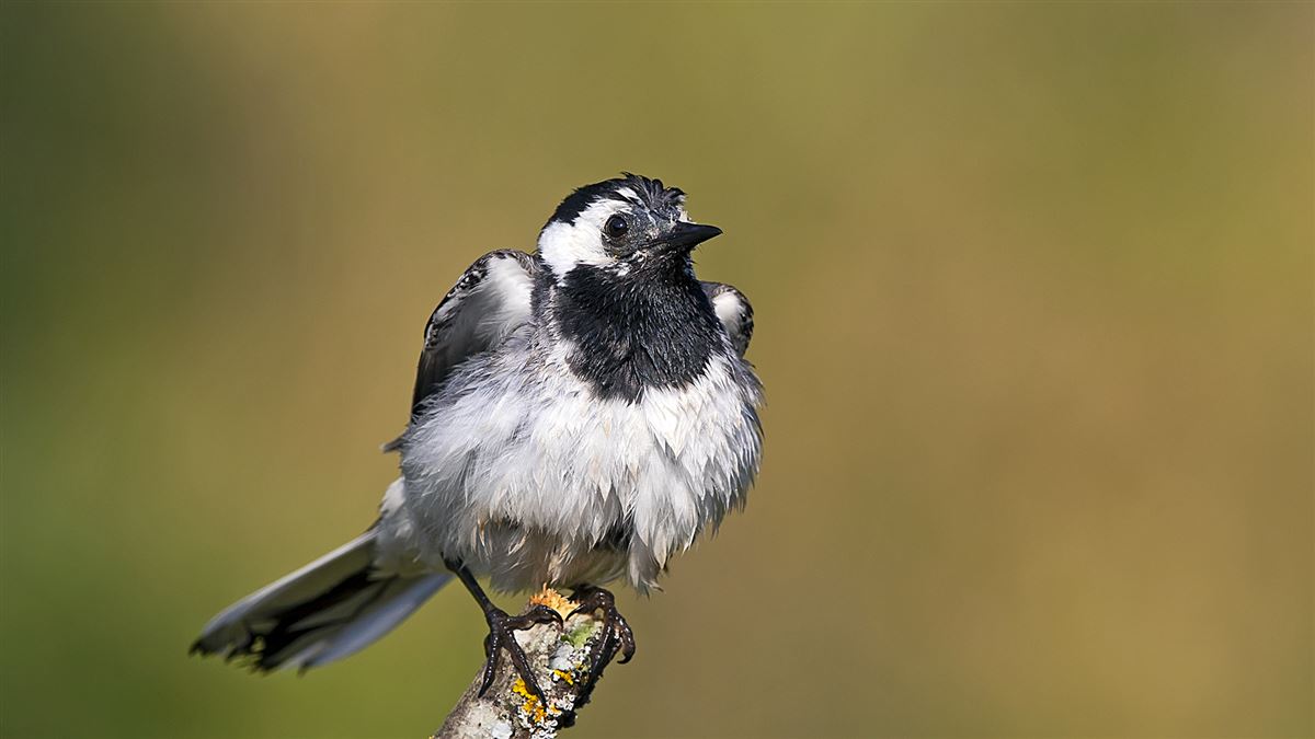 White Wagtail