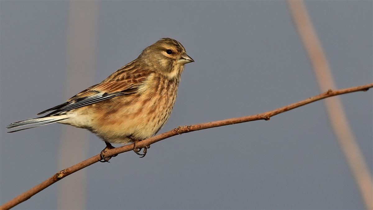 Common Linnet