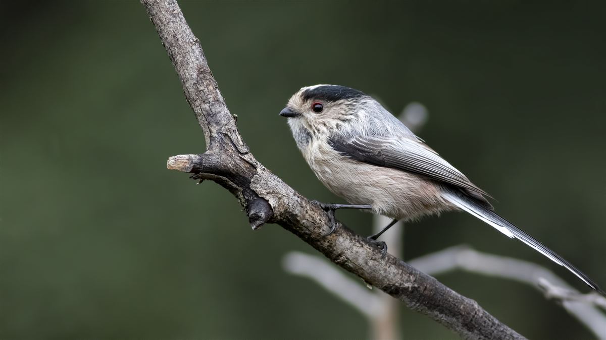 Long-tailed Tit