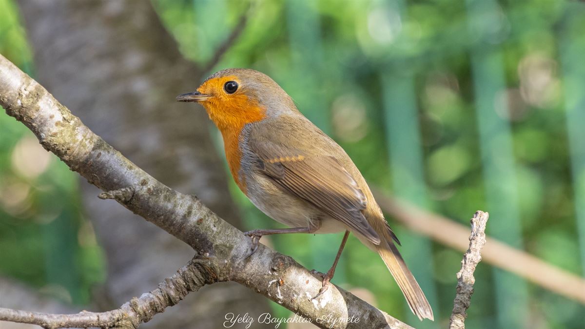 European Robin