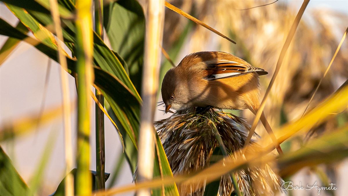 Bearded Reedling
