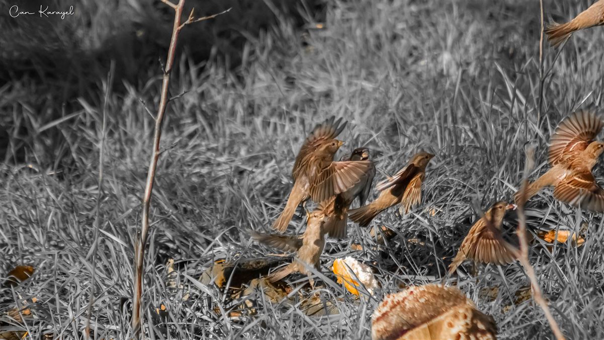 House Sparrow