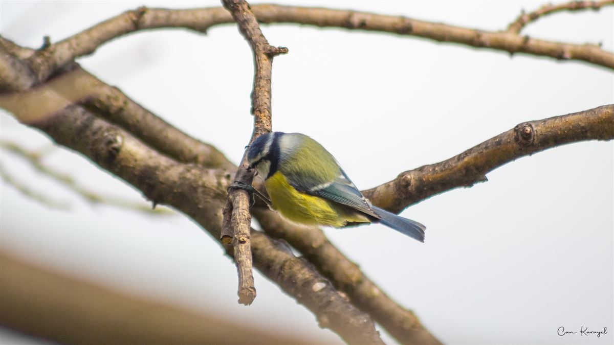Eurasian Blue Tit