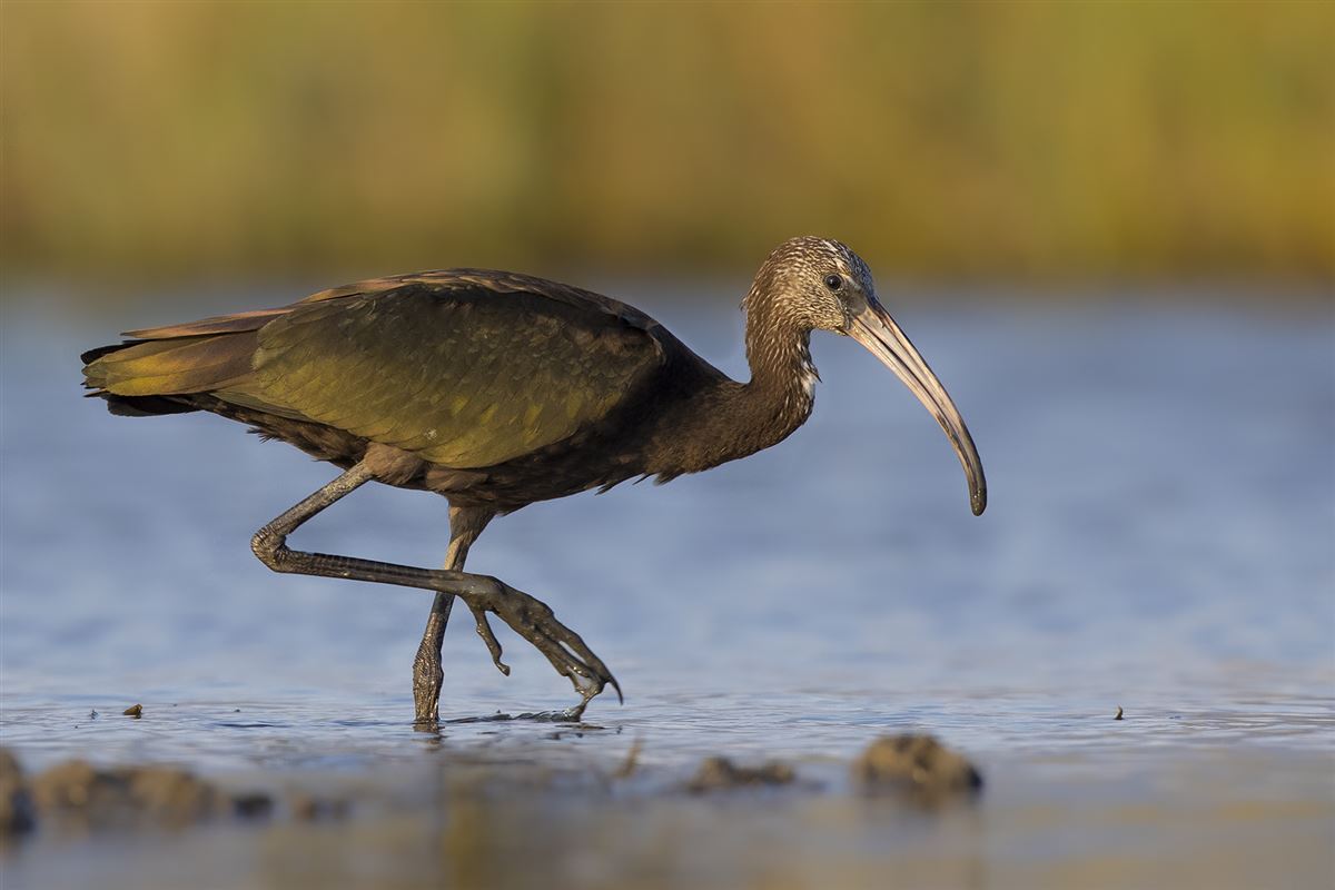 Glossy Ibis