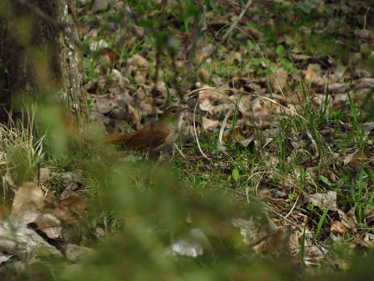 Common Nightingale