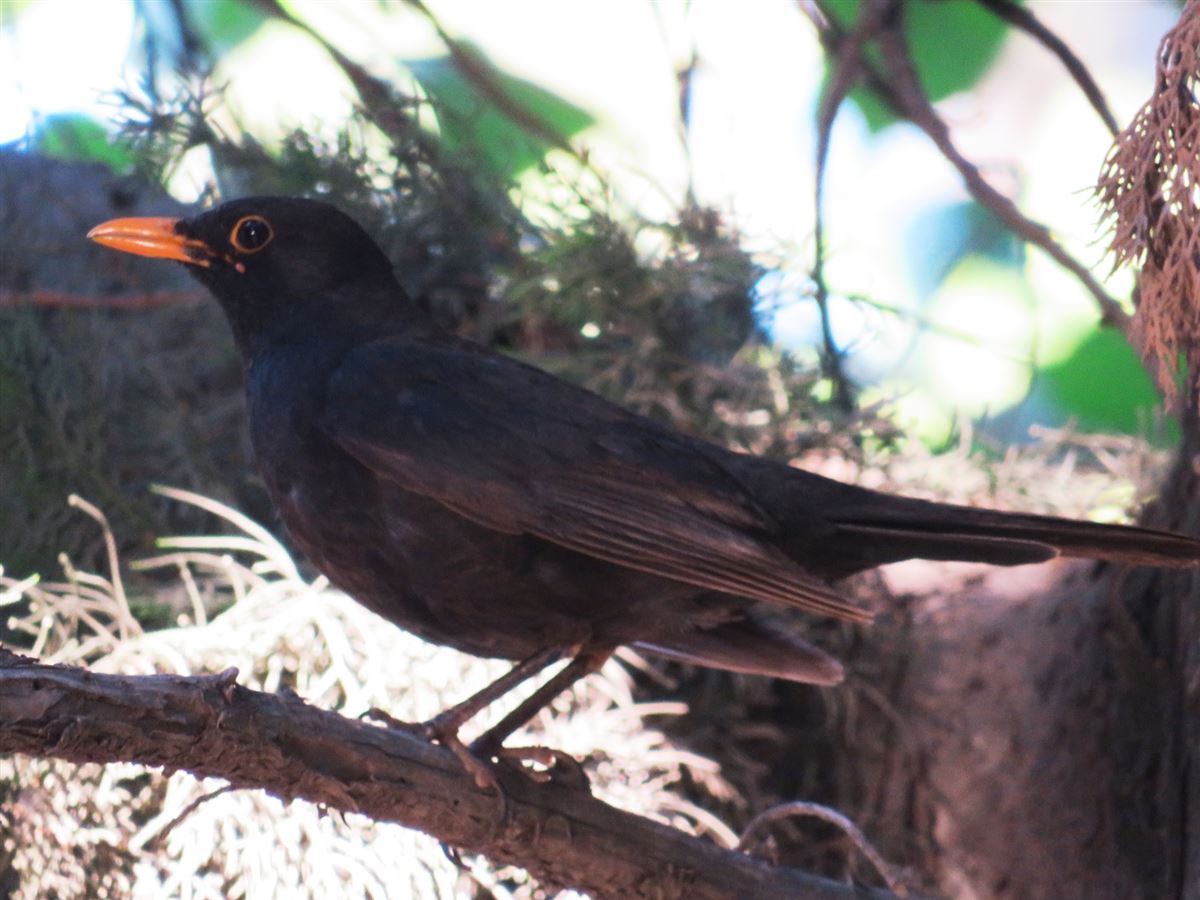 Common Blackbird
