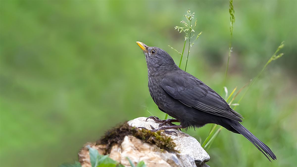 Common Blackbird