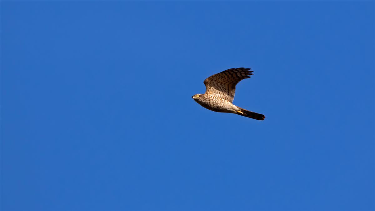 Eurasian Sparrowhawk