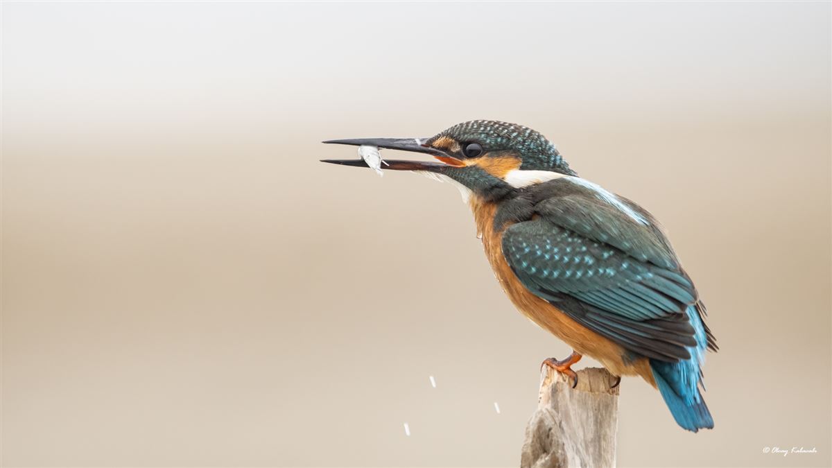 Common Kingfisher