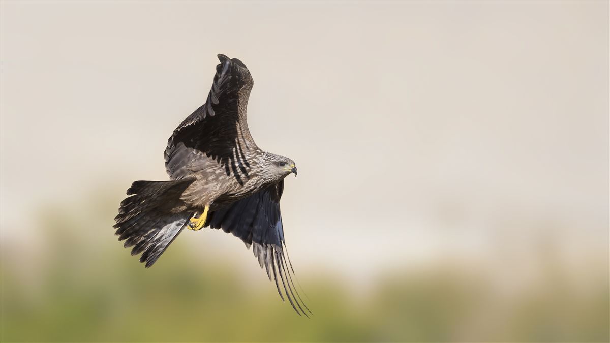 Black Kite