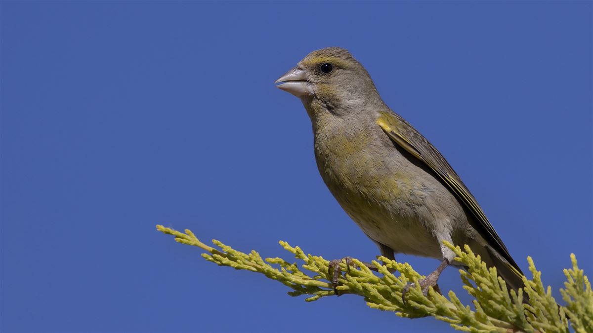European Greenfinch
