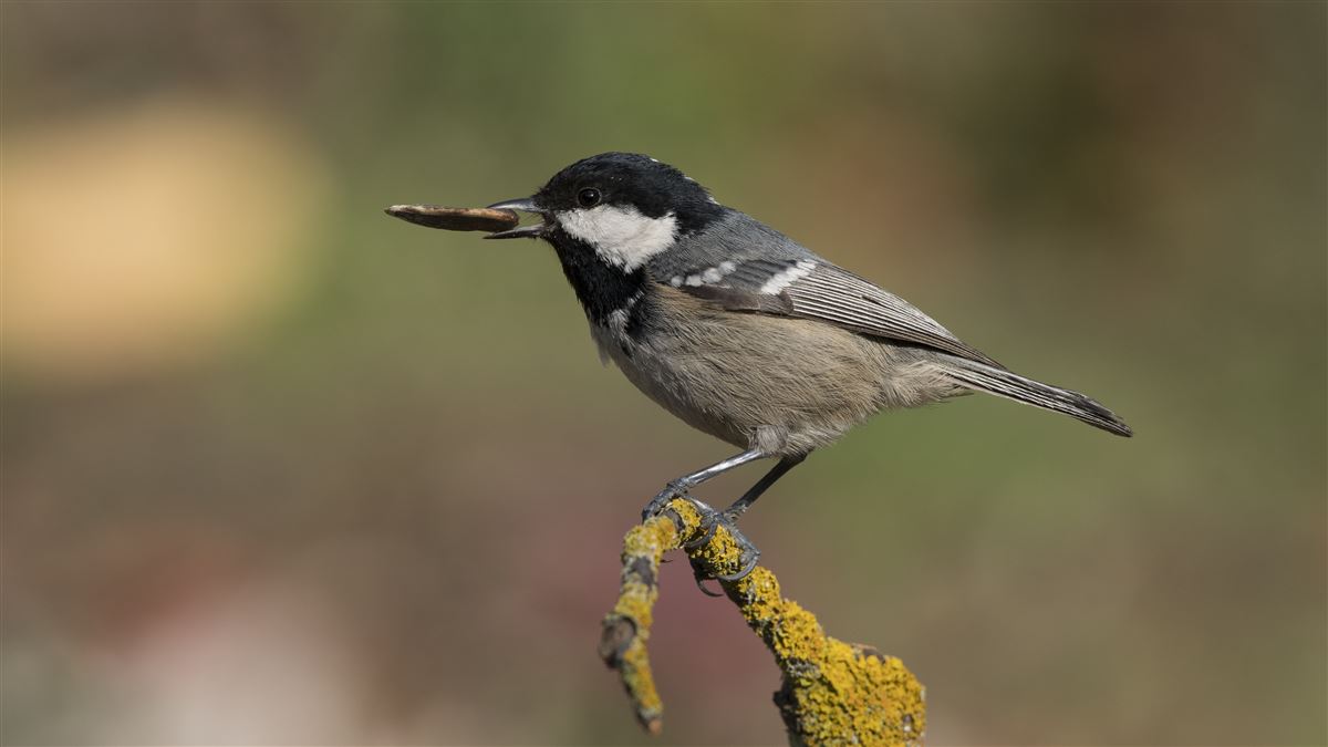 Coal Tit