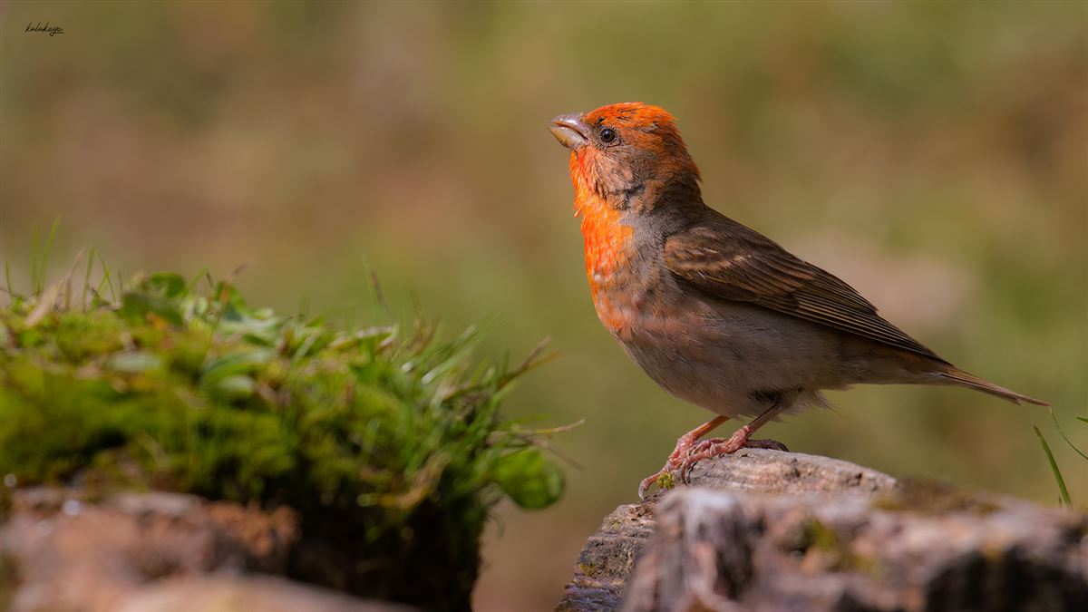 Common Rosefinch