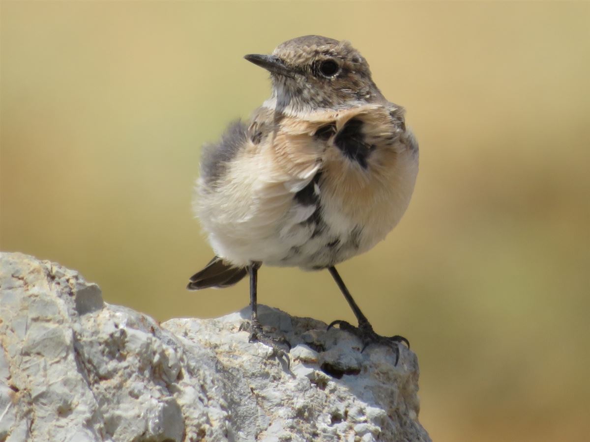Black-eared Wheatear