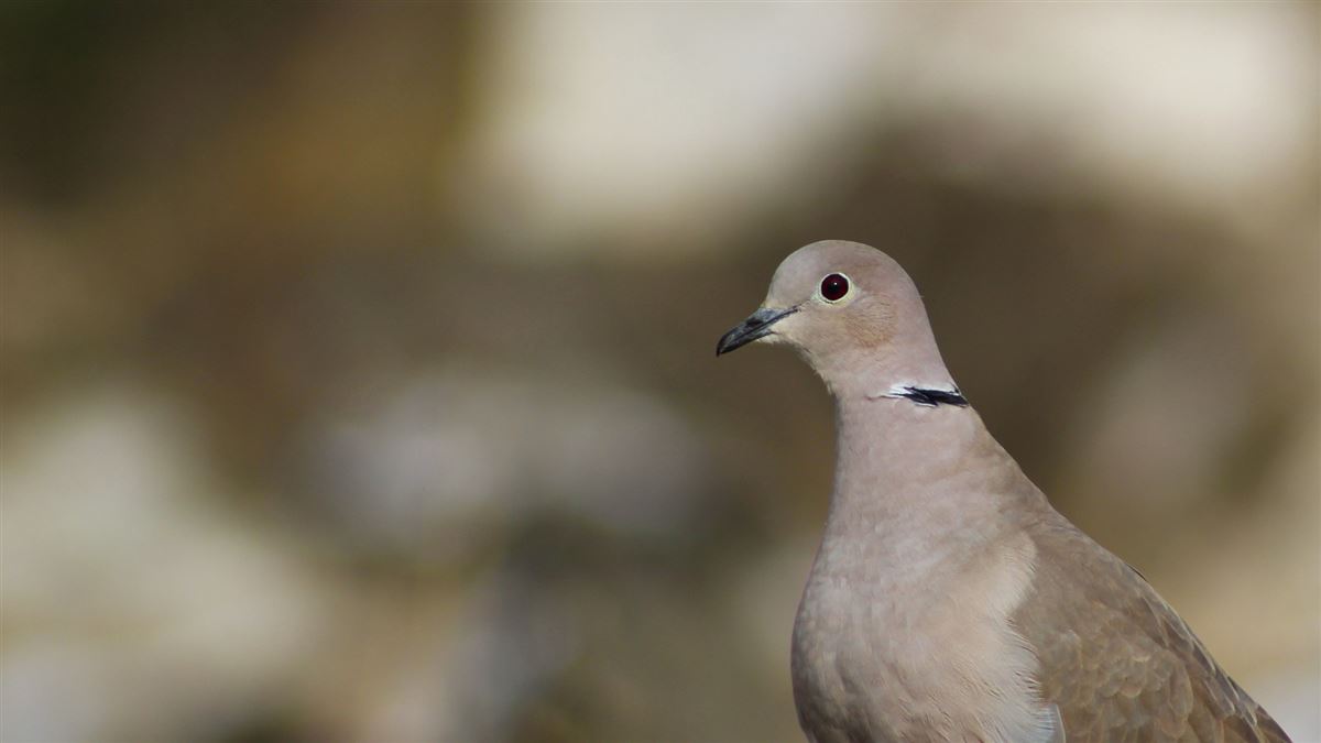 Eurasian Collared Dove