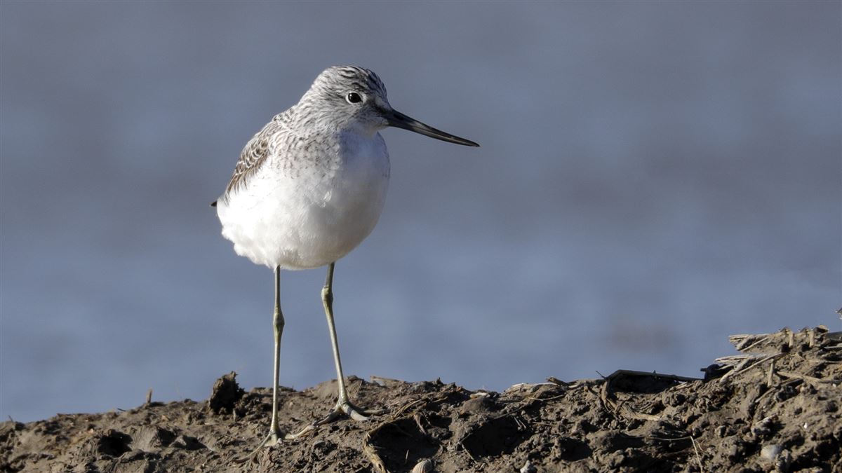 Common Greenshank