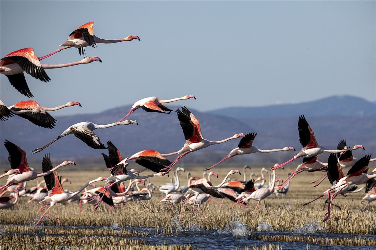 Greater Flamingo