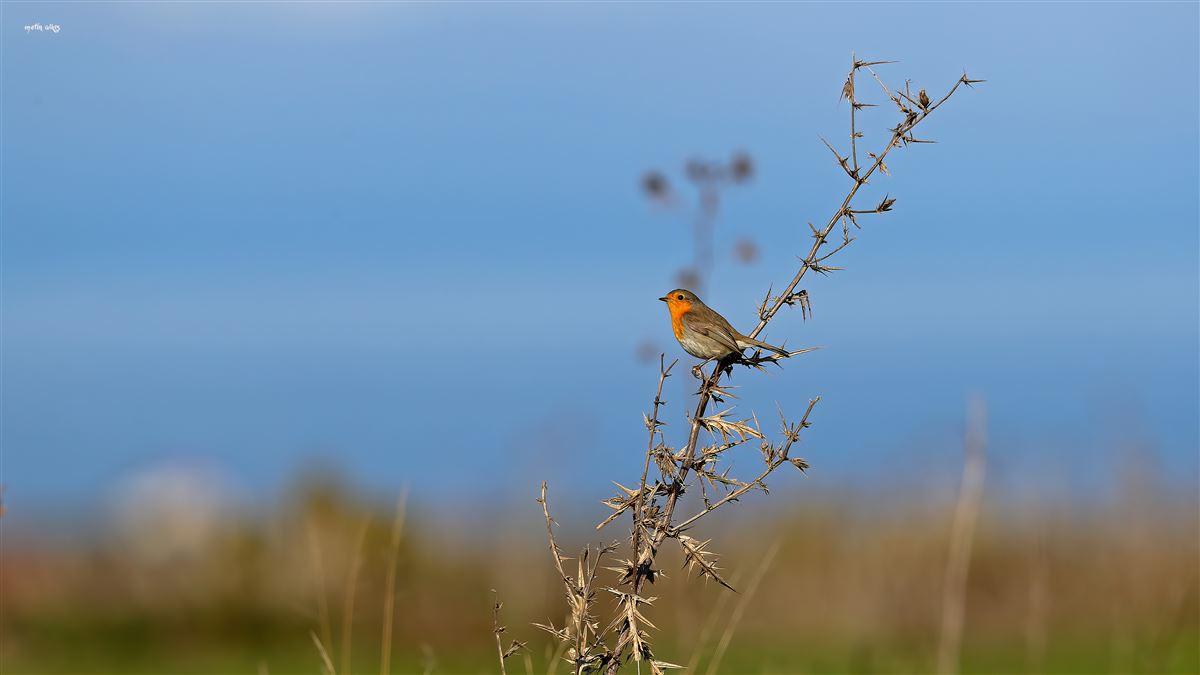 European Robin