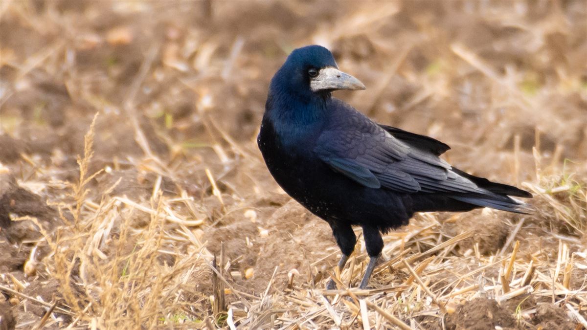 Rook
