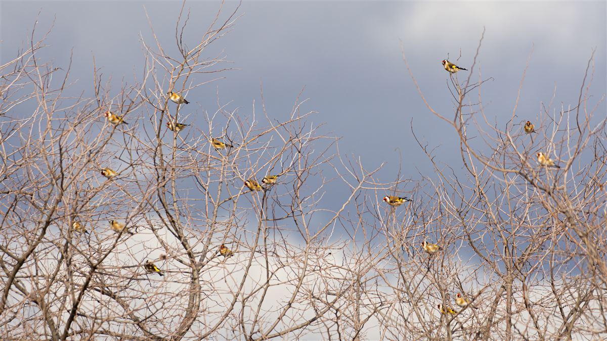 European Goldfinch