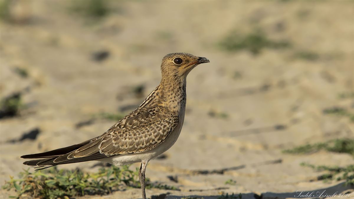 Collared Pratincole