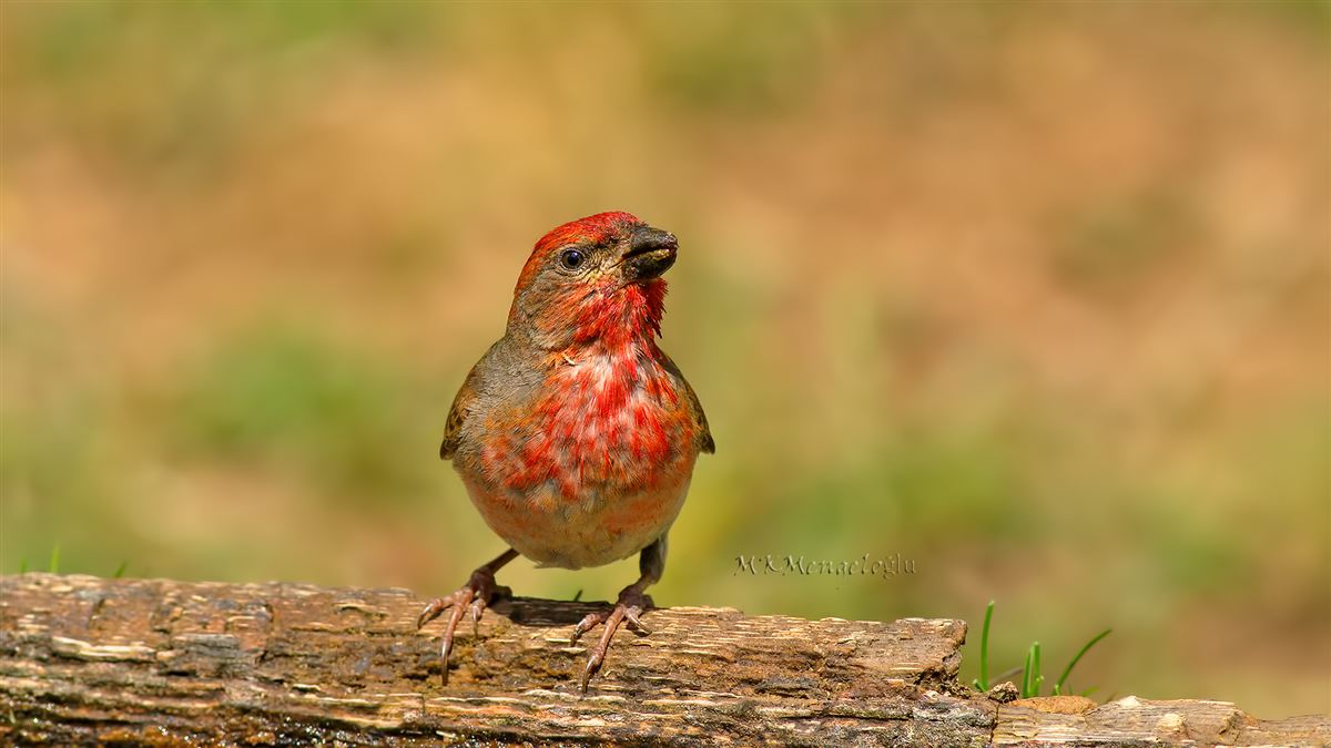 Common Rosefinch
