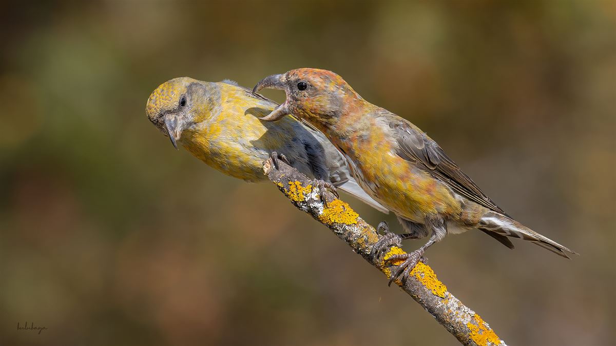Red Crossbill