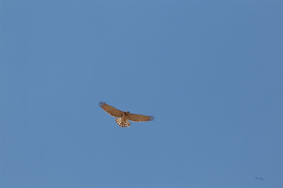Short-toed Snake Eagle