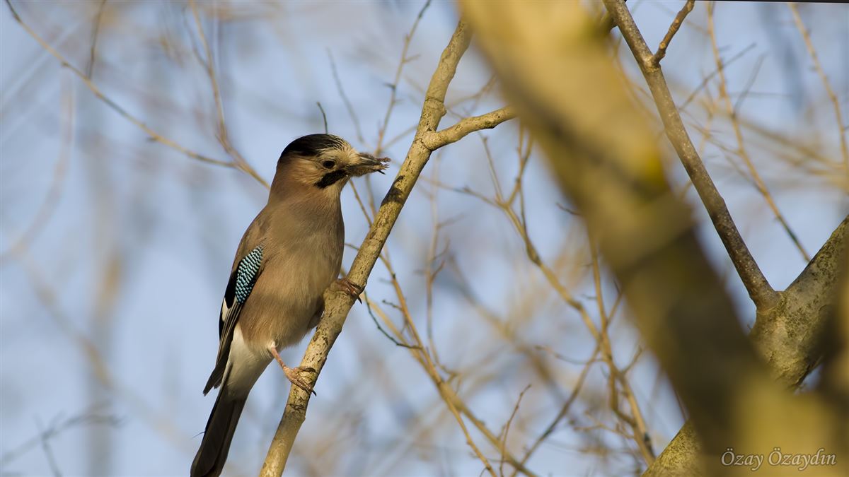 Eurasian Jay
