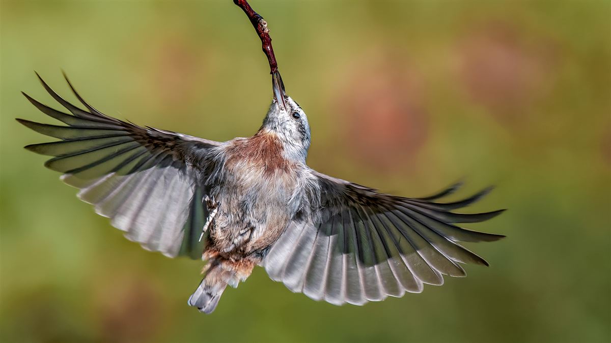 Krüper`s Nuthatch