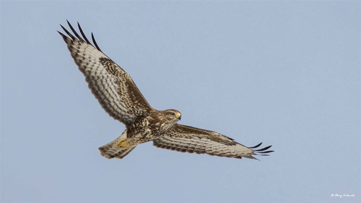 Common Buzzard