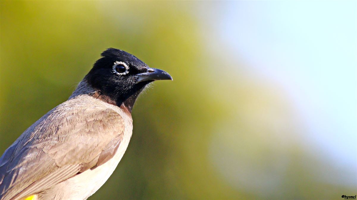 White-spectacled Bulbul