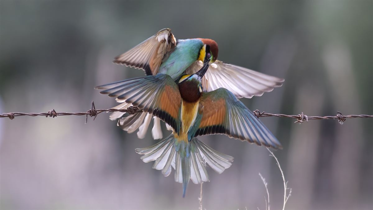 European Bee-eater