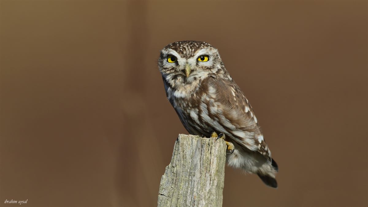 Little Owl