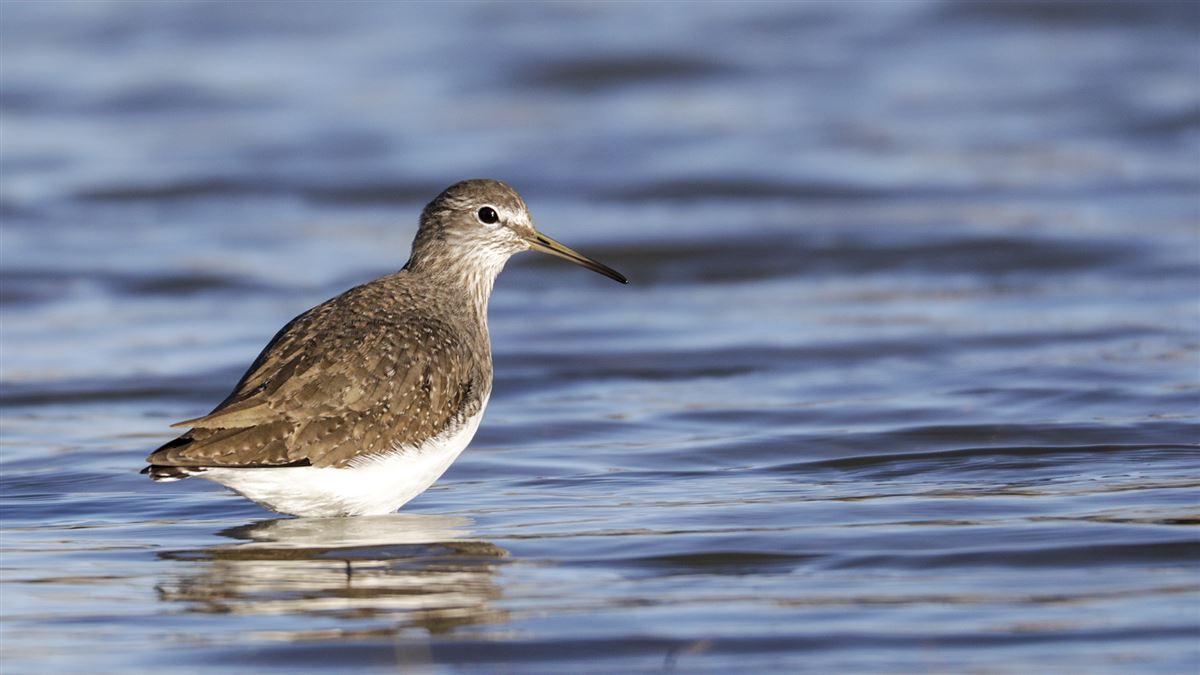 Green Sandpiper