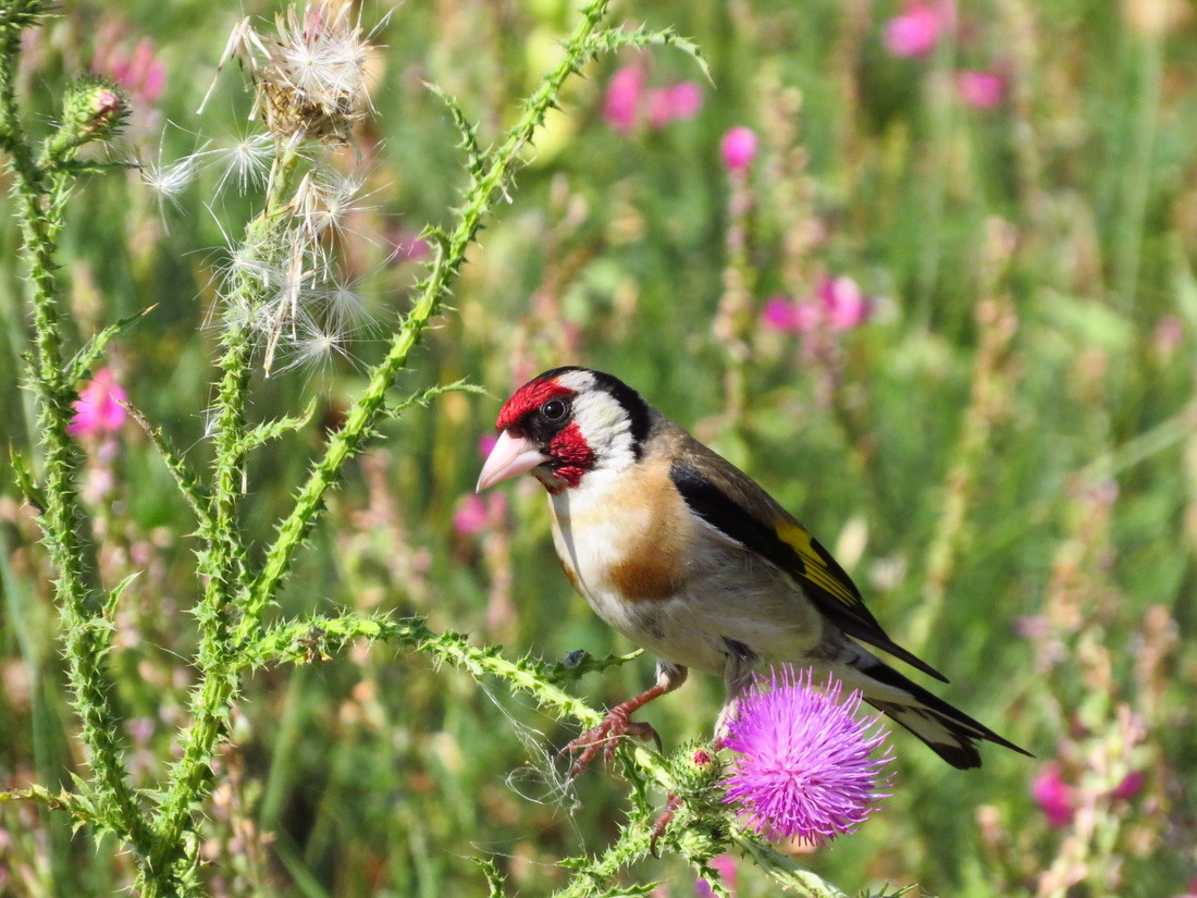 European Goldfinch