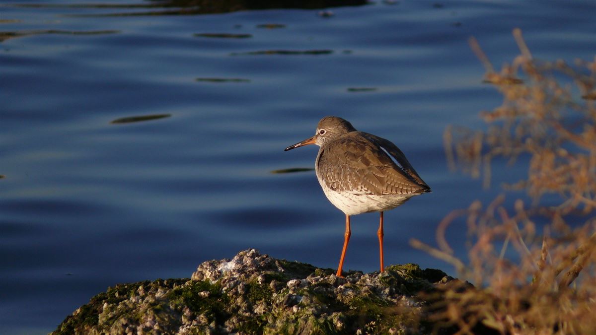 Common Redshank