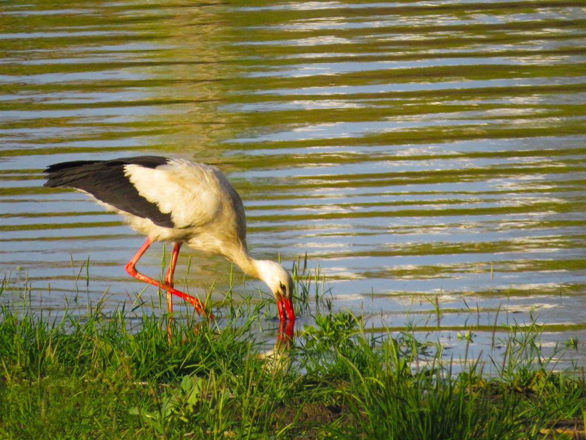 White Stork