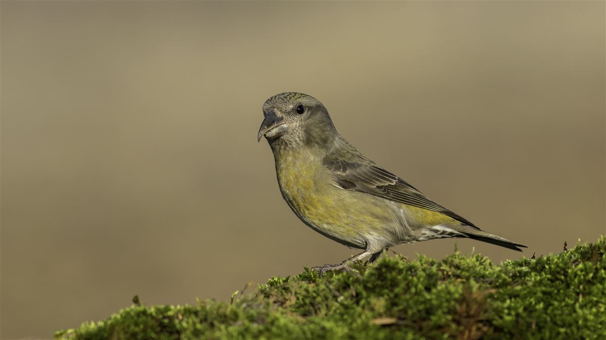 Red Crossbill