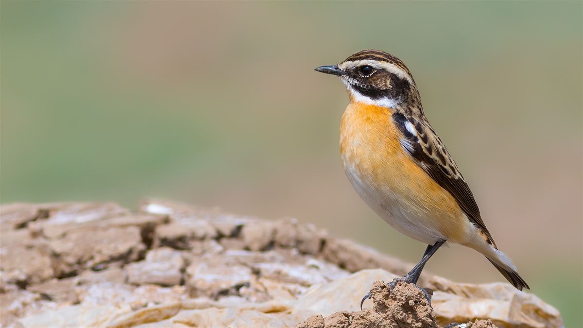 Whinchat