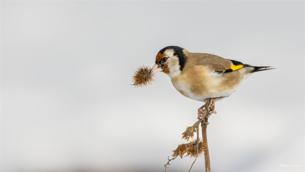 European Goldfinch